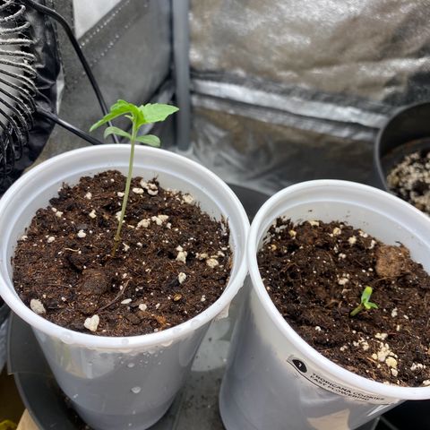 Gorilla Cookies FF growlog timeline photo