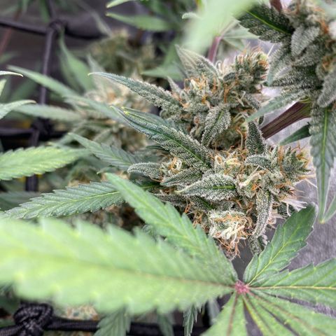 Strawberry Gorilla Auto growlog timeline photo