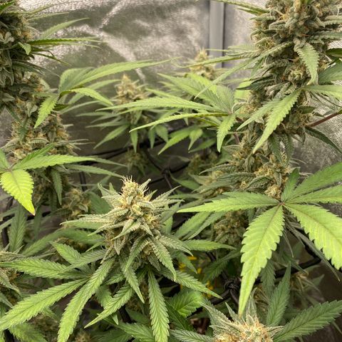 Strawberry Gorilla Auto growlog timeline photo