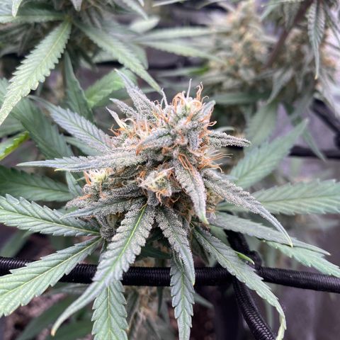 Strawberry Gorilla Auto growlog timeline photo