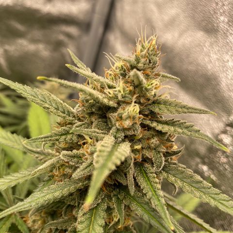 Strawberry Gorilla Auto growlog timeline photo