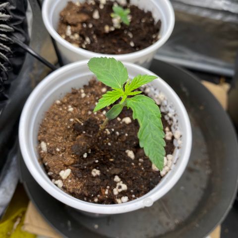 Gorilla Cookies FF growlog timeline photo