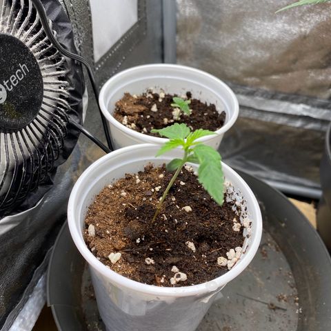 Gorilla Cookies FF growlog timeline photo