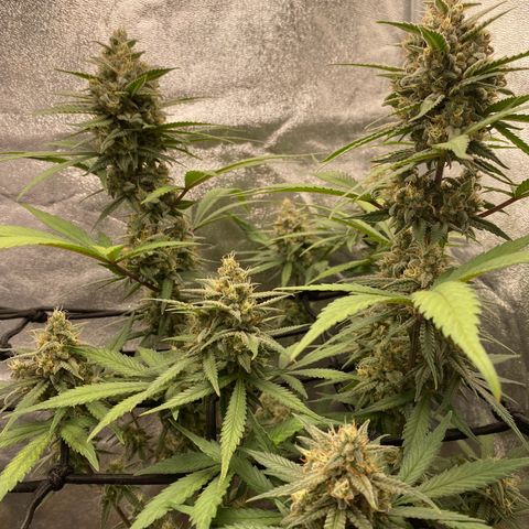 Strawberry Gorilla Auto growlog timeline photo