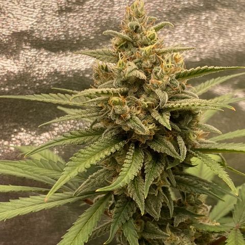 Strawberry Gorilla Auto growlog timeline photo