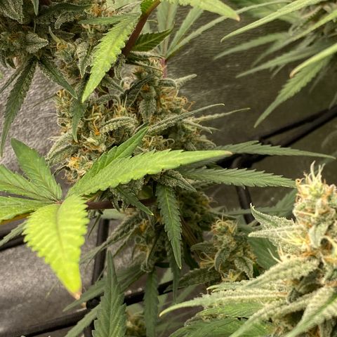 Strawberry Gorilla Auto growlog timeline photo