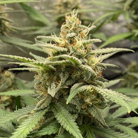 Strawberry Gorilla Auto growlog timeline photo
