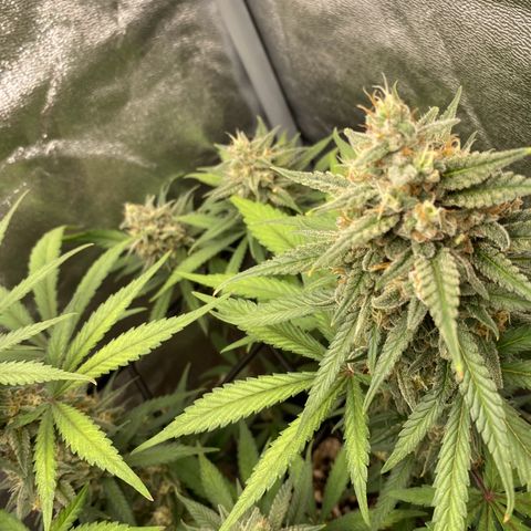 Strawberry Gorilla Auto growlog timeline photo