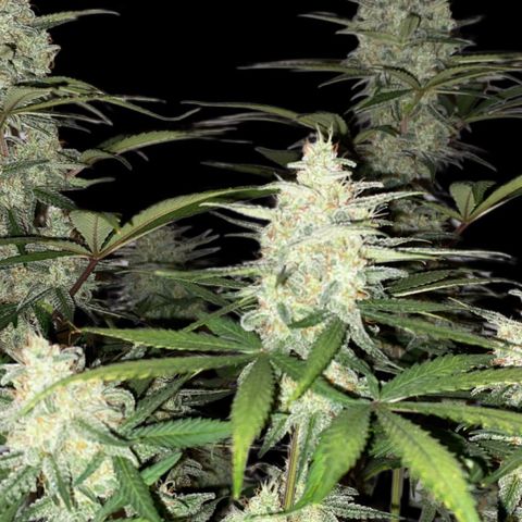 Strawberry Gorilla Auto growlog photo: 72 Hours blackout before harvest