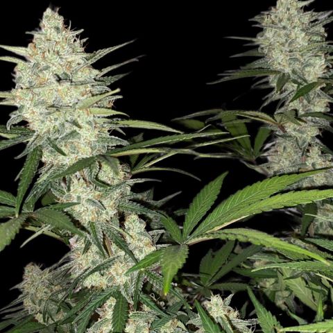 Strawberry Gorilla Auto growlog photo: 72 Hours blackout before harvest