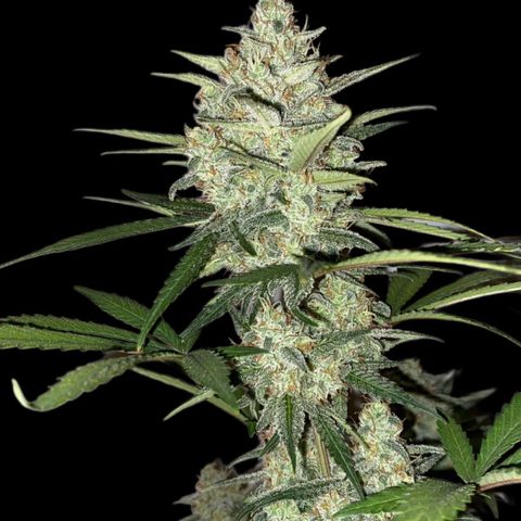 Strawberry Gorilla Auto growlog photo: 72 Hours blackout before harvest