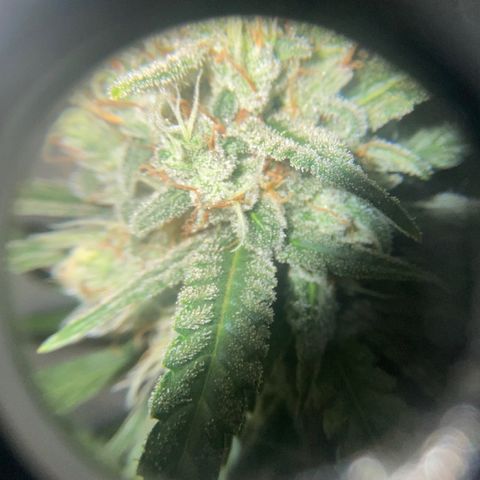 Strawberry Gorilla Auto growlog photo: 72 Hours blackout before harvest