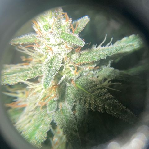 Strawberry Gorilla Auto growlog photo: 72 Hours blackout before harvest