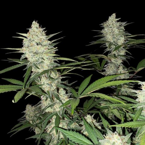 Strawberry Gorilla Auto growlog timeline photo