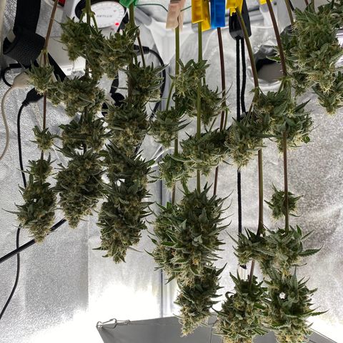 Strawberry Gorilla Auto growlog photo: 150 GRAMS
