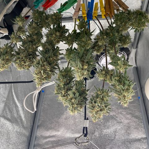 Strawberry Gorilla Auto growlog photo: 150 GRAMS