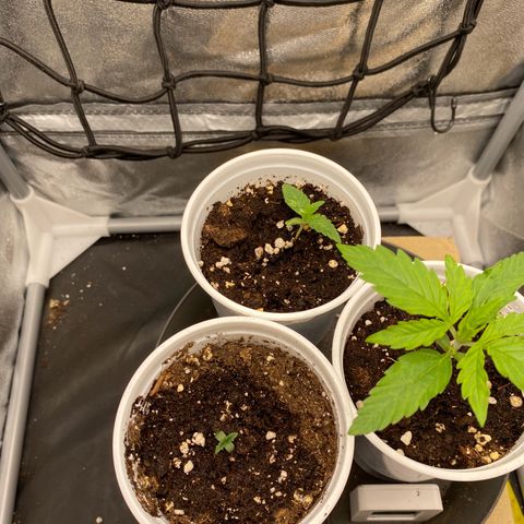 Gorilla Cookies FF growlog photo: + Random F2 Lemon Skunk