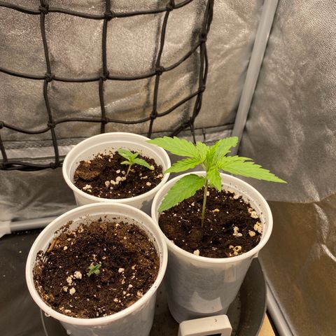 Gorilla Cookies FF growlog photo: + Random F2 Lemon Skunk
