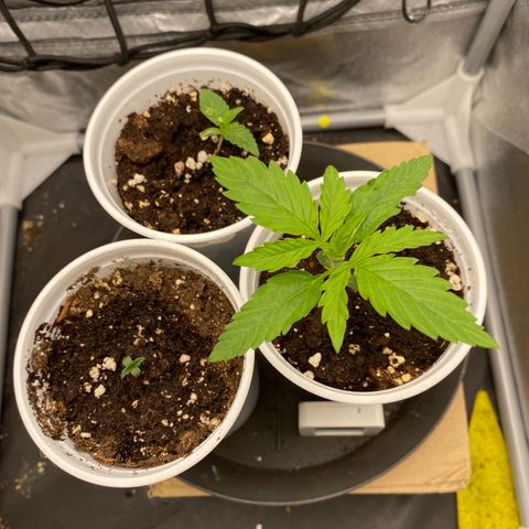 Gorilla Cookies FF growlog photo: + Random F2 Lemon Skunk