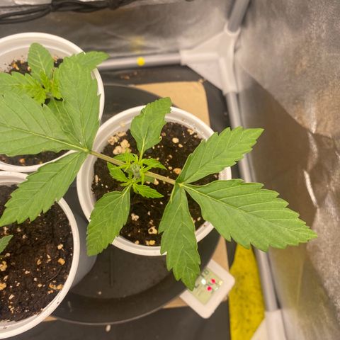 Gorilla Cookies FF growlog timeline photo