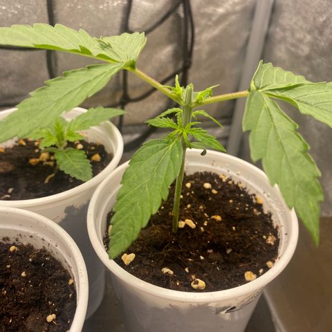 Gorilla Cookies FF growlog timeline photo