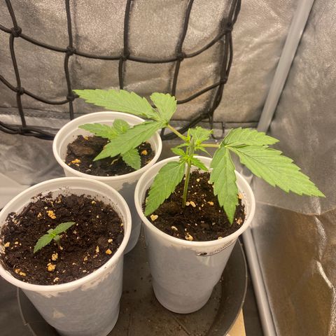Gorilla Cookies FF growlog timeline photo