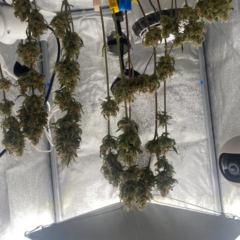 Strawberry Gorilla Auto growlog timeline photo