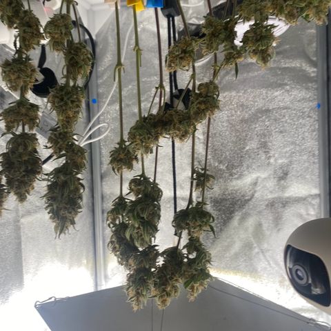 Strawberry Gorilla Auto growlog timeline photo