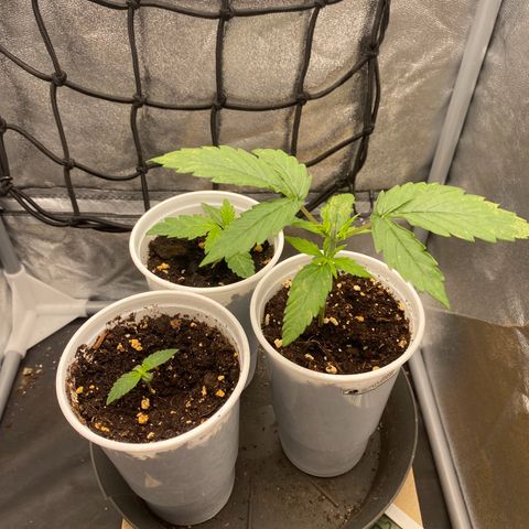 Gorilla Cookies FF growlog timeline photo