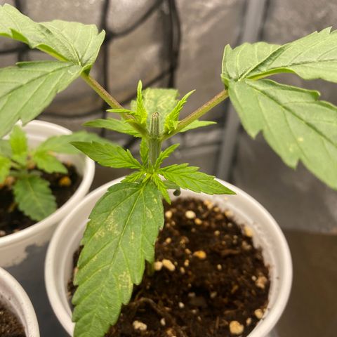 Gorilla Cookies FF growlog timeline photo