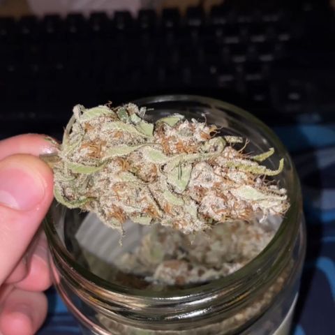 Strawberry Gorilla Auto growlog photo: 150G harvest, 50G after drying