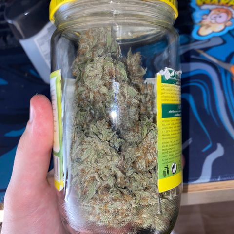 Strawberry Gorilla Auto growlog photo: 150G harvest, 50G after drying