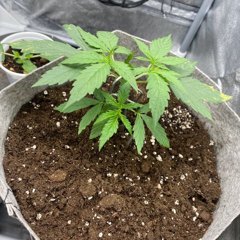 Gorilla Cookies FF growlog timeline photo