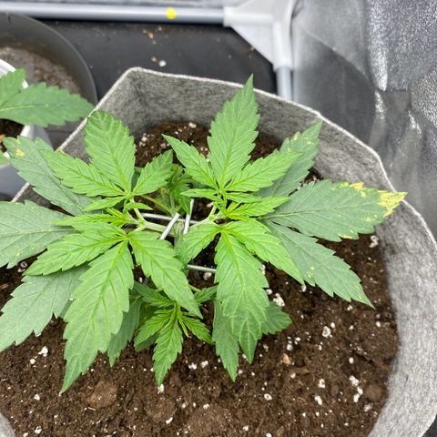 Gorilla Cookies FF growlog timeline photo