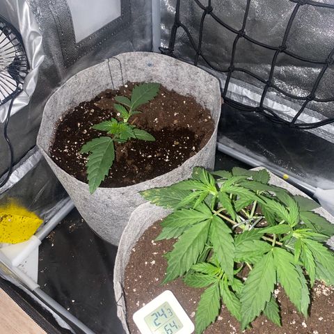 Gorilla Cookies FF growlog timeline photo