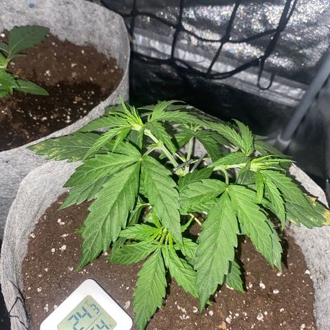 Gorilla Cookies FF growlog timeline photo
