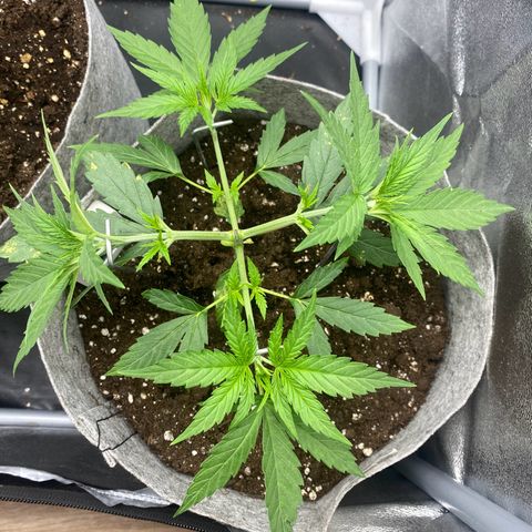 Gorilla Cookies FF growlog timeline photo