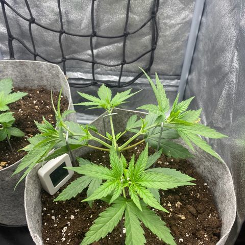 Gorilla Cookies FF growlog timeline photo