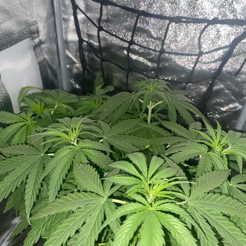 Gorilla Cookies FF growlog timeline photo