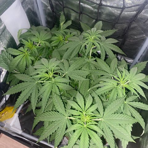 Gorilla Cookies FF growlog timeline photo