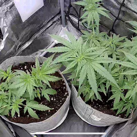 Gorilla Cookies FF growlog timeline photo
