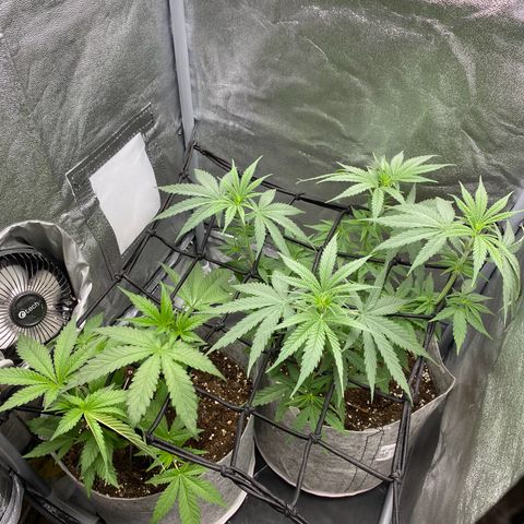 Gorilla Cookies FF growlog timeline photo