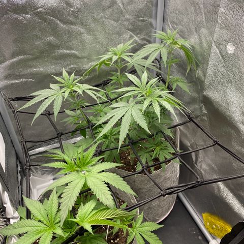 Gorilla Cookies FF growlog timeline photo