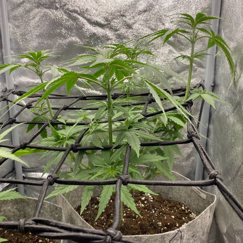Gorilla Cookies FF growlog timeline photo