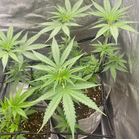 Gorilla Cookies FF growlog timeline photo