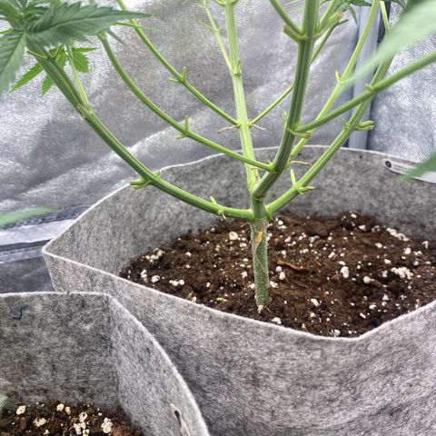 Gorilla Cookies FF growlog timeline photo
