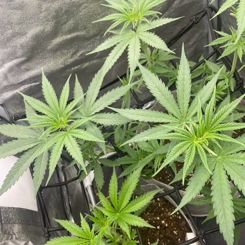 Gorilla Cookies FF growlog timeline photo