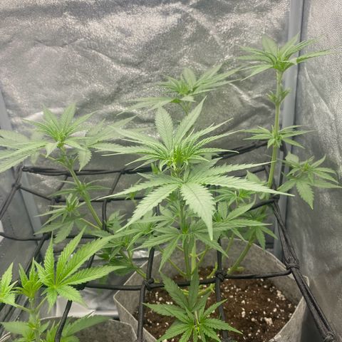 Gorilla Cookies FF growlog timeline photo