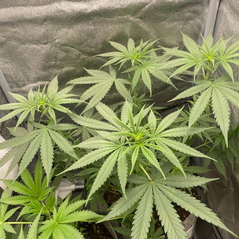 Gorilla Cookies FF growlog timeline photo