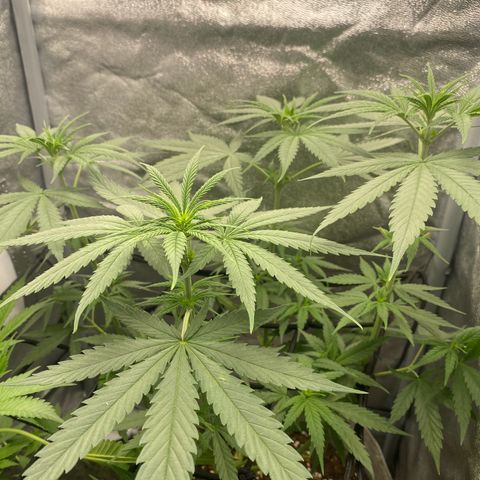 Gorilla Cookies FF growlog timeline photo